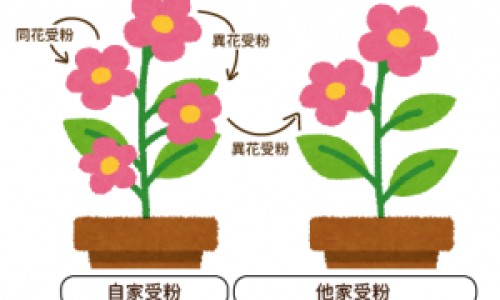 药流孕囊和蜕膜区别网 :分享药流孕囊和蜕膜区别图片-药流后孕囊和脱模一起能排出来吗知识