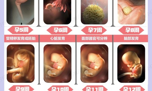 药流孕囊和蜕膜组织排出后肚子还会疼吗-药流孕囊和蜕膜区别网 :分享药流孕囊和蜕膜区别图片-药流后孕囊和脱模一起能排出来吗知识
