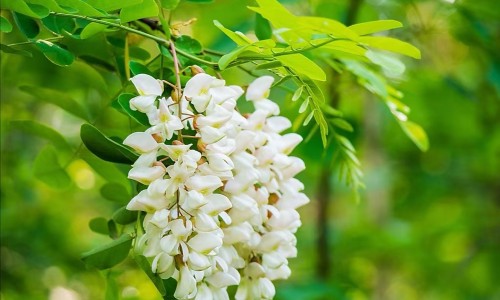 药流孕囊和蜕膜是连在一起的吗-药流孕囊和蜕膜区别网 :分享药流孕囊和蜕膜区别图片-药流后孕囊和脱模一起能排出来吗知识
