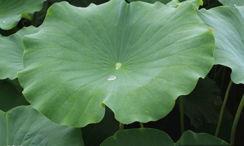 药流后孕囊和脱模一起能排出来吗-药流孕囊和蜕膜区别网 :分享药流孕囊和蜕膜区别图片-药流后孕囊和脱模一起能排出来吗知识