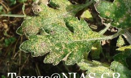 药流孕囊和蜕膜区别网 :分享药流孕囊和蜕膜区别图片-药流后孕囊和脱模一起能排出来吗知识